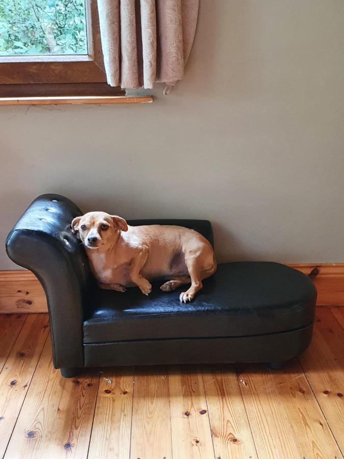 Stay With Your Pet Килларни Экстерьер фото
